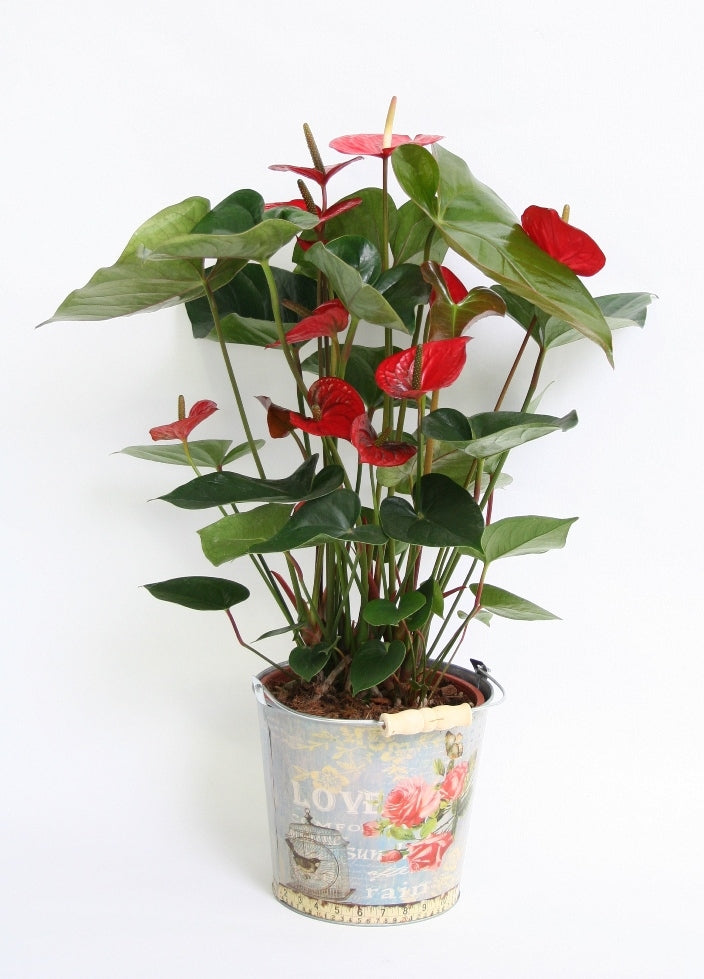Anthurium in einem Zinkglas mit Liebesdruck