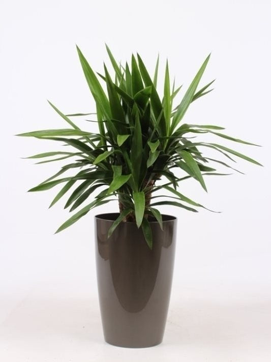 Yucca in einem Plastiktopf
