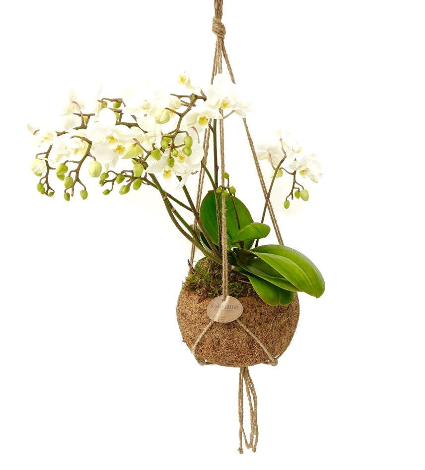 Phalaenopsis Wild Orchidee in einer Kokosnussschale (Hangentopf)