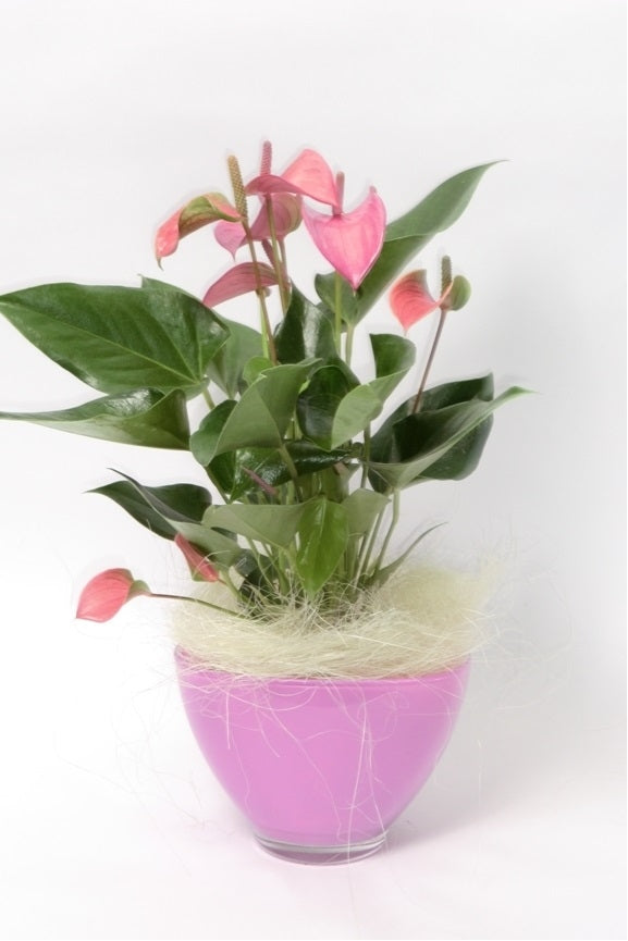 Anthurium in rosa Glas Coupé mit Wollyy