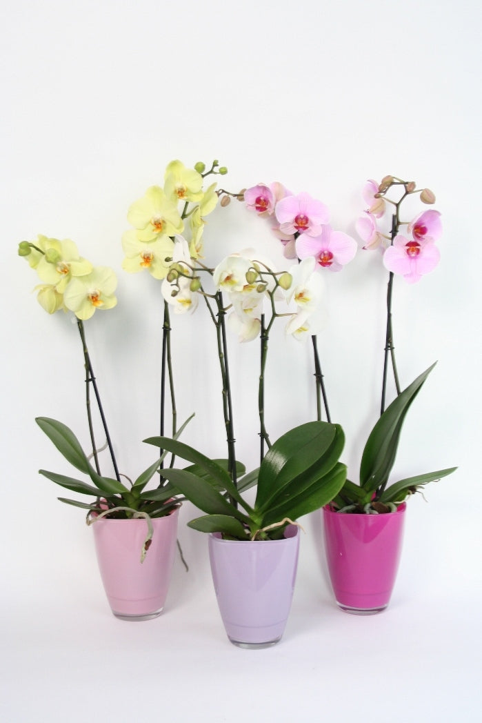 Phalaenopsis Orchid 2 Zweige in einem farbigen Glasspot