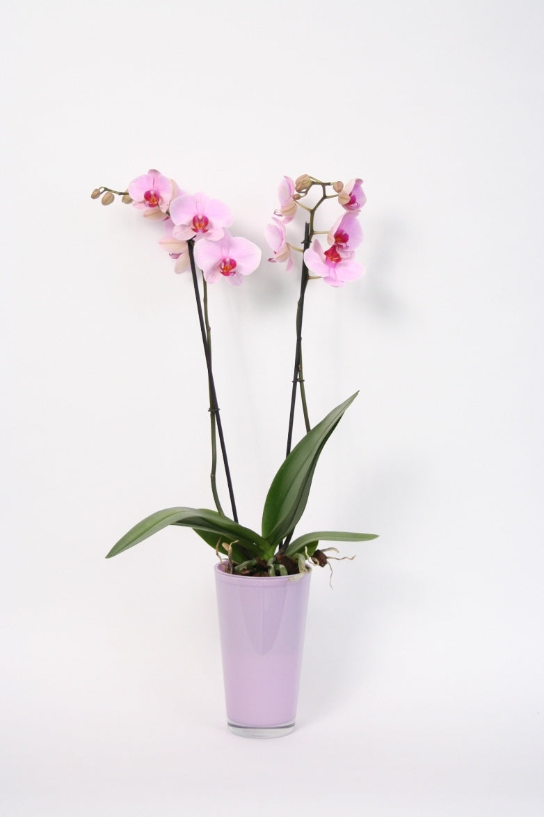 Phalaenopsis Orchid 2 Zweige in einem hohen Lavendelglas -Topf