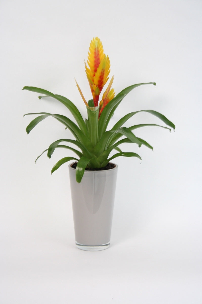 Vriesea in einem hohen Taupe -gefärbten Glasspot