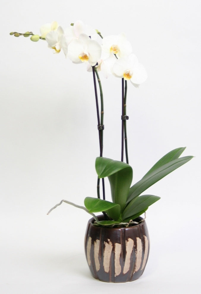 Phalaenopsis Orchid 2 Zweige in Keramikjurre Brown