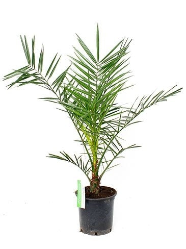 Phoenix canariensis