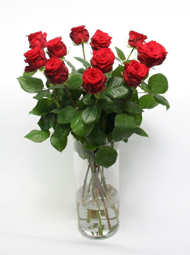 Ein Dutzend rote Rosenrosen