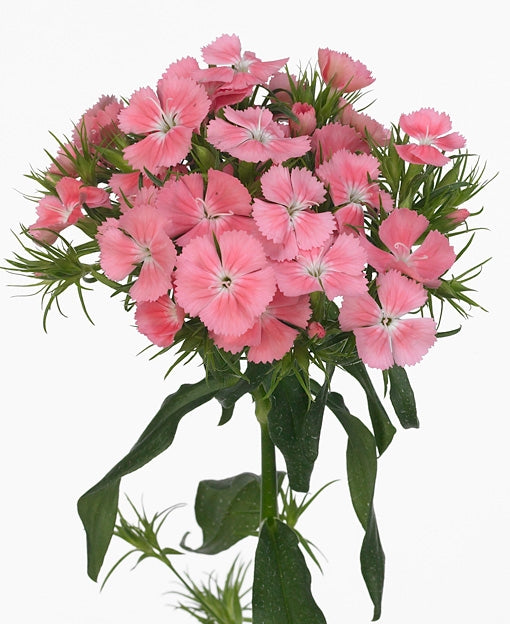 25.000 Schönheit (Dianthus barbatus)