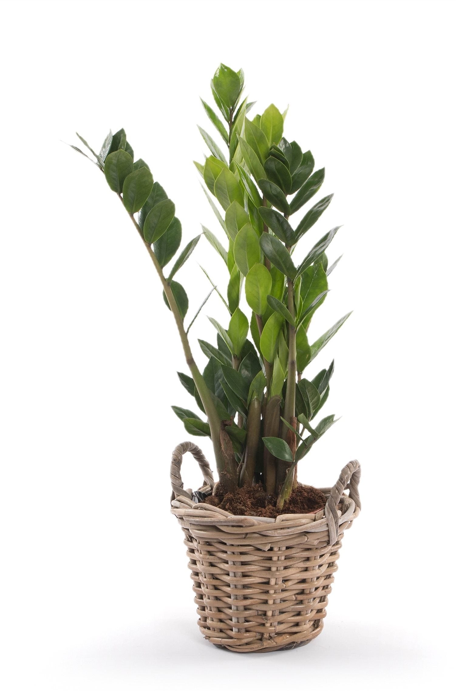 Zamioculcas in einem Korbkorb