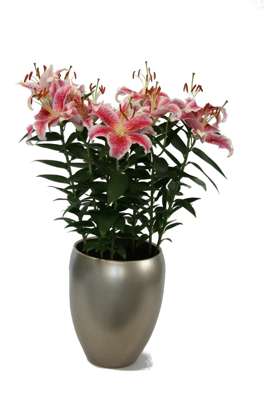 Lelie Oriental in einer Keramik -Champagner -Vase
