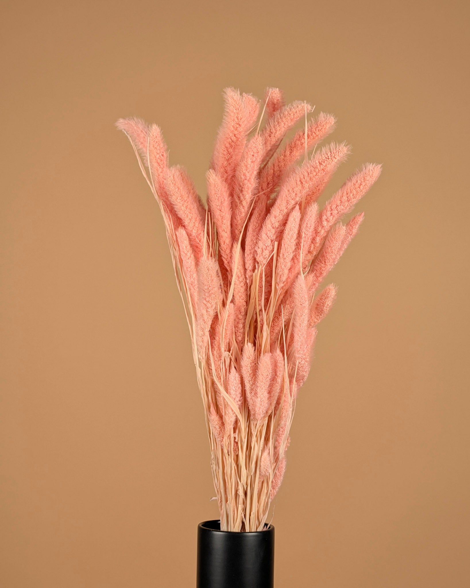 Getrocknete Setaria hellrosa