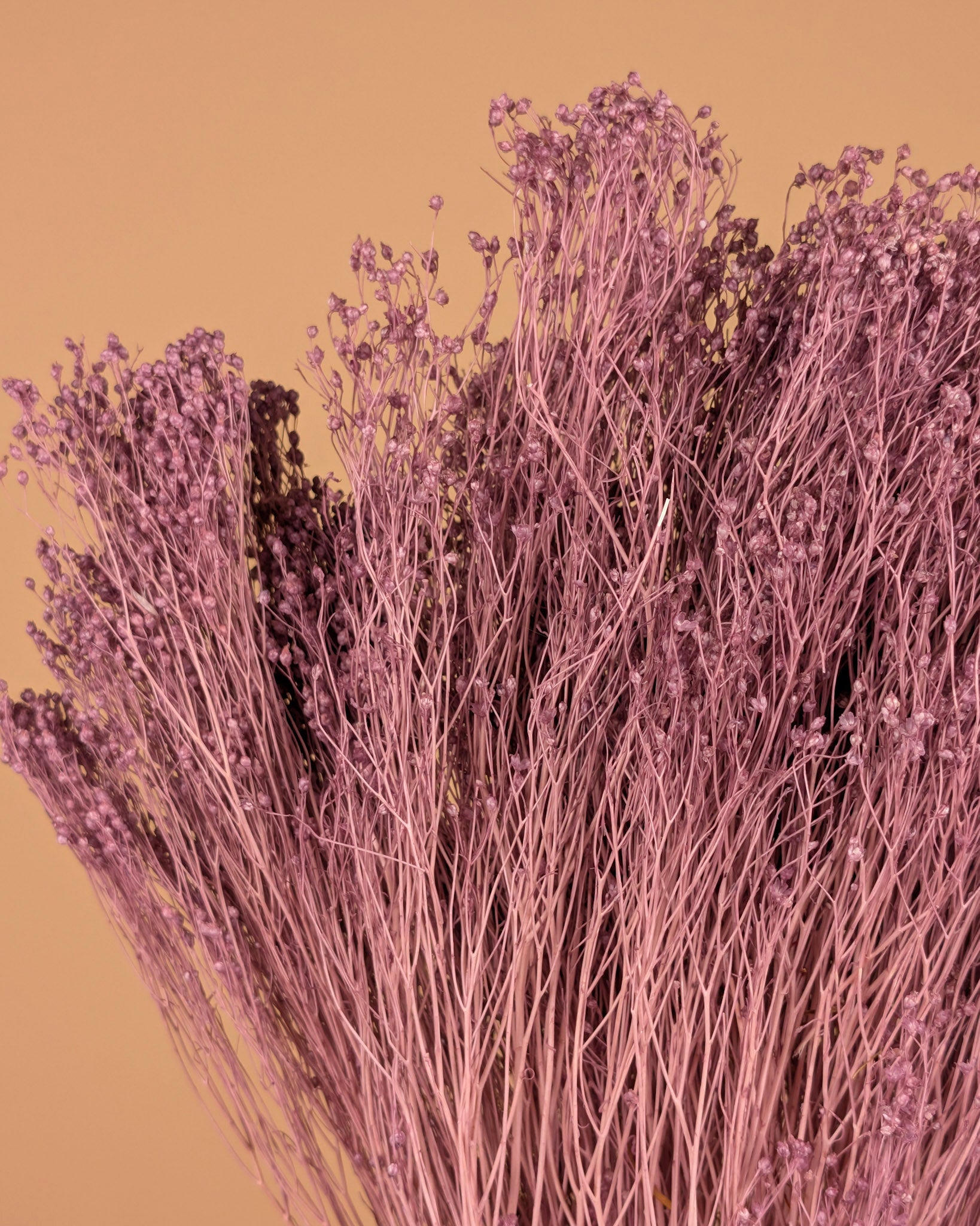 Getrockneter Besen Bloom Milka lila