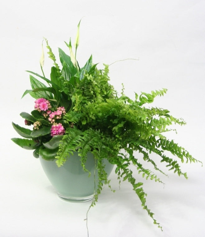 Pflanzenanordnung in farbenfrohen Glascupe in Hemlock