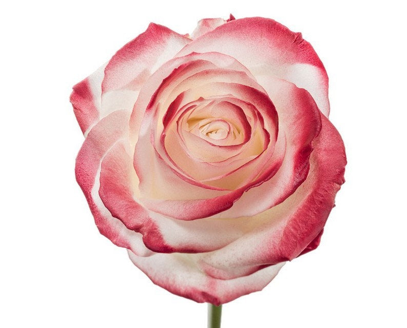Bouquet aus weißen großen Rosen mit rotem Rouge