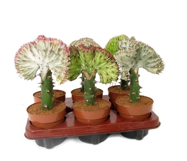 Euphorbia Lactea Cristata im Kultivierungsglas