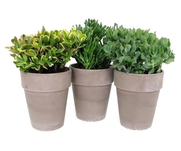 Crassula in einem braunen Terrakotta -Topf
