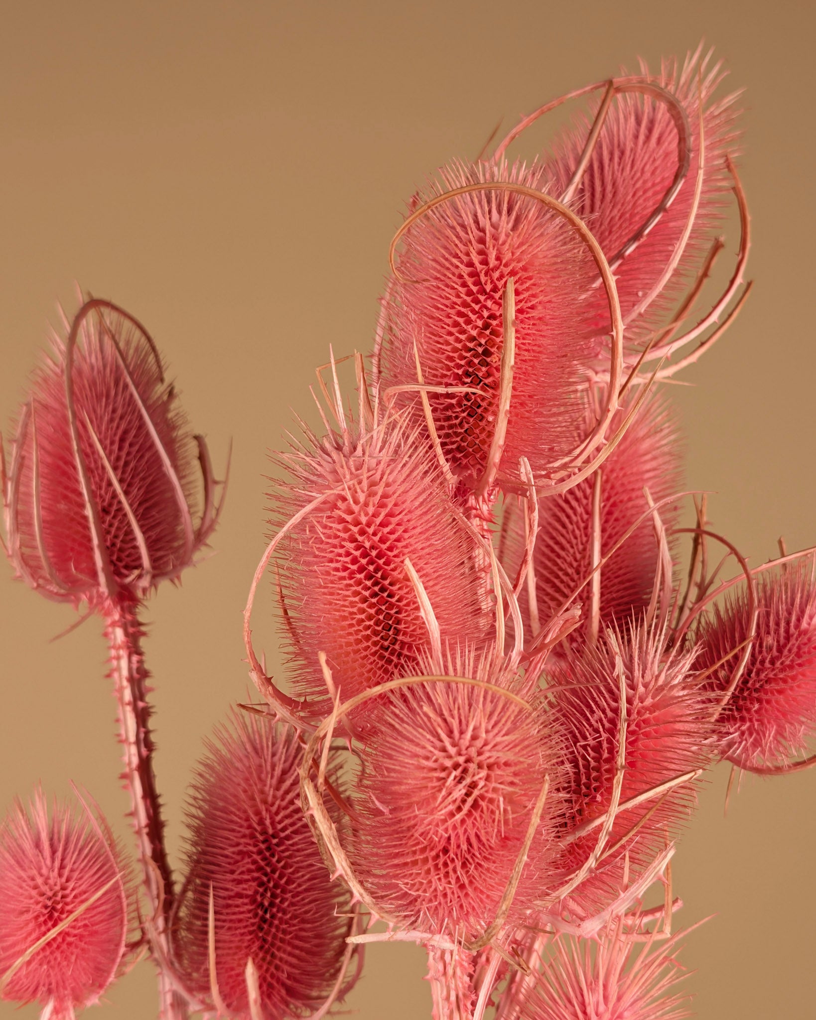 Getrocknete Cardoon Distel Oranje gemalt
