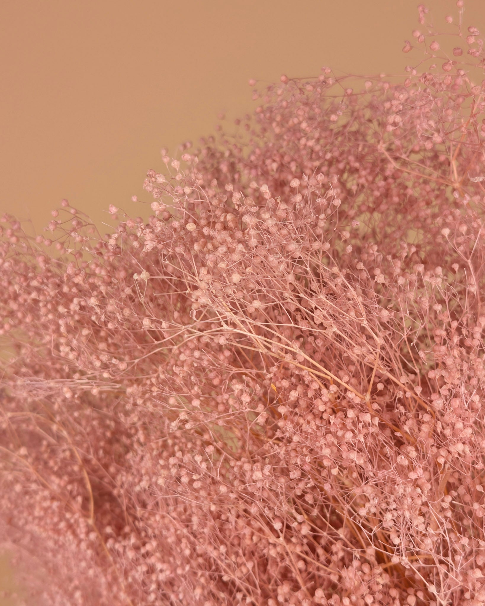 Mini Gypsophila Pink erhalten (Gypsum)