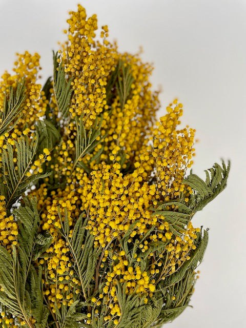 Getrocknete Mimosa