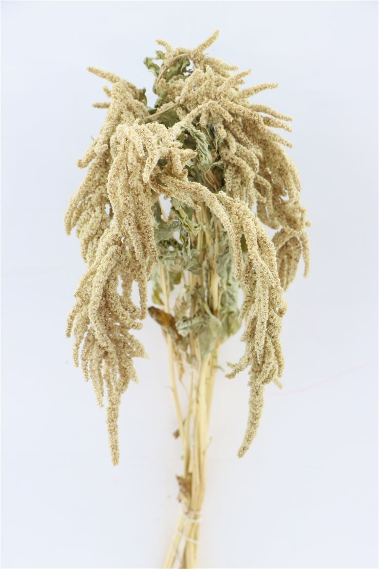 Getrockneter Amaranthus caudatus grün
