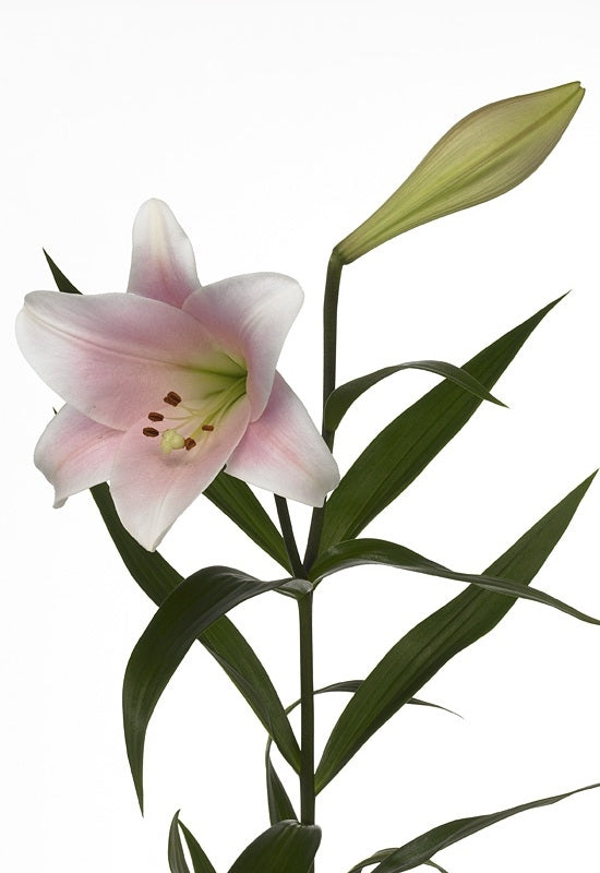 10 Lelies longiflorum rosa 3 Blumen