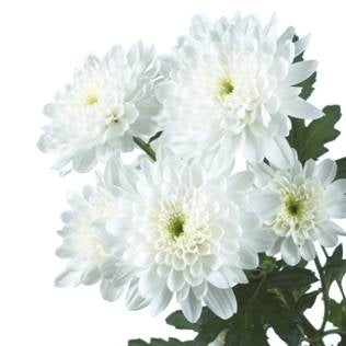 5 Chrysanthemen dekorativ