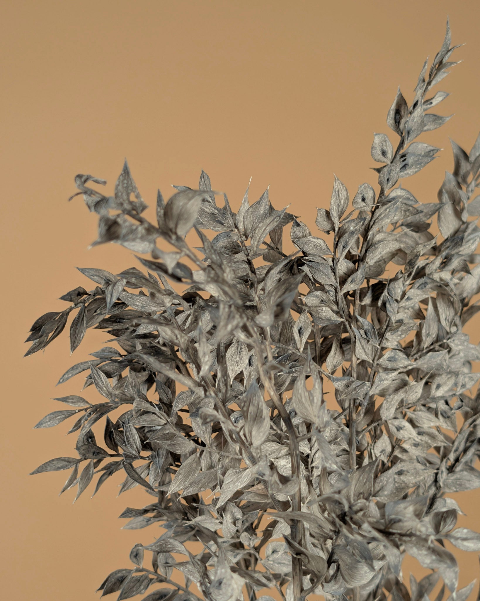 Ruscus Mint Grey erhalten