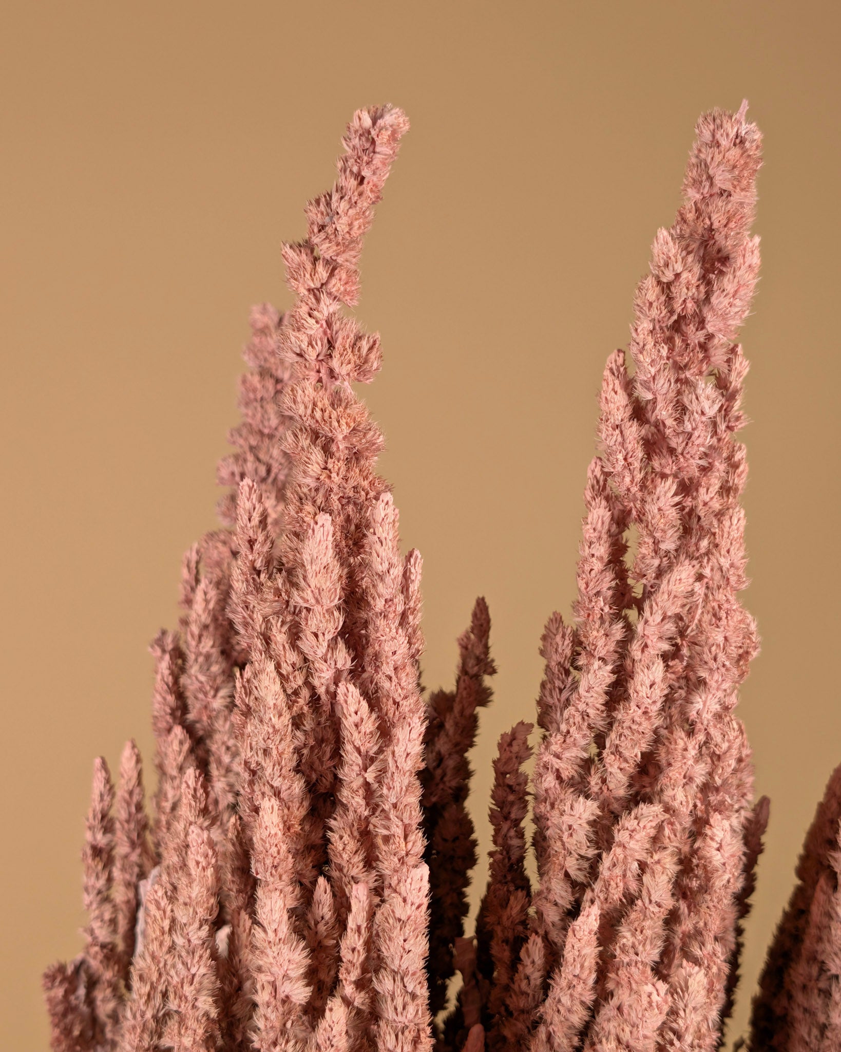 Getrocknetes Amaranthus Misty Pink
