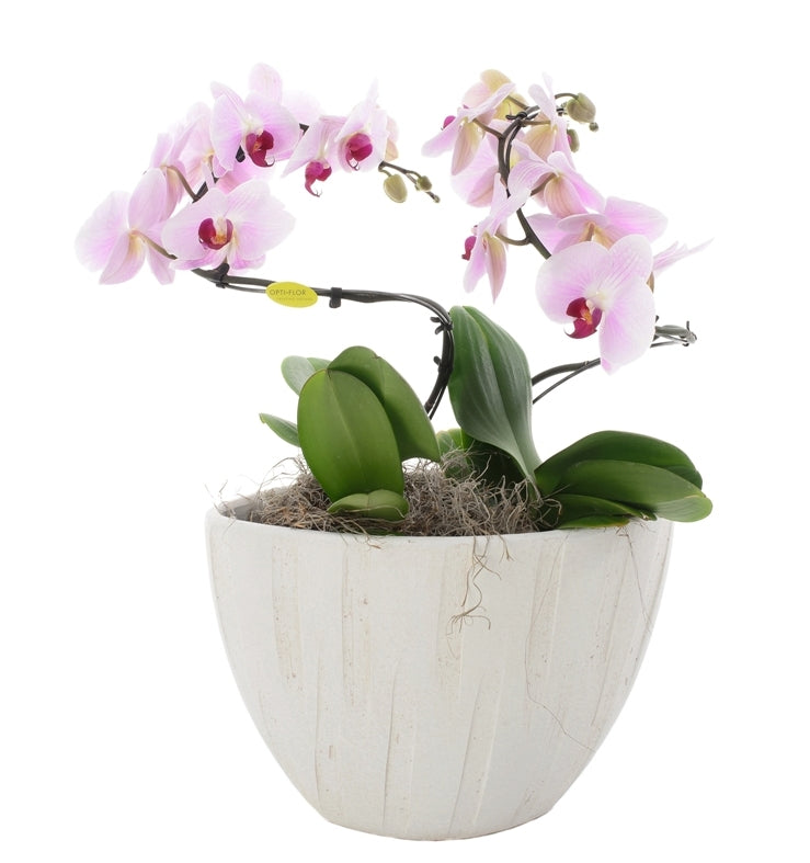 Phalaenopsis spielte in einer Vase Luca Crème