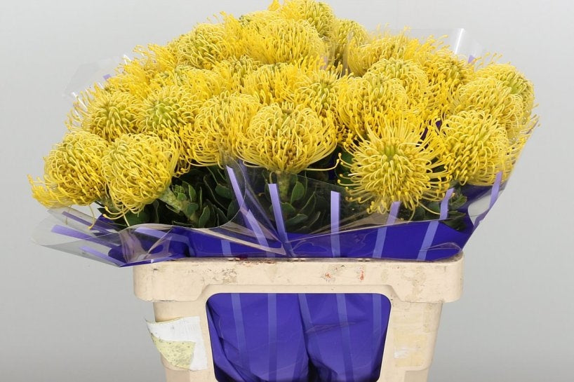 5 Nutans in verschiedenen Farben