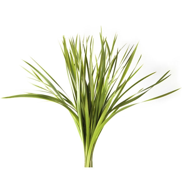 5 Typha Blatt