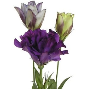 10 Lianthus in verschiedenen Farben