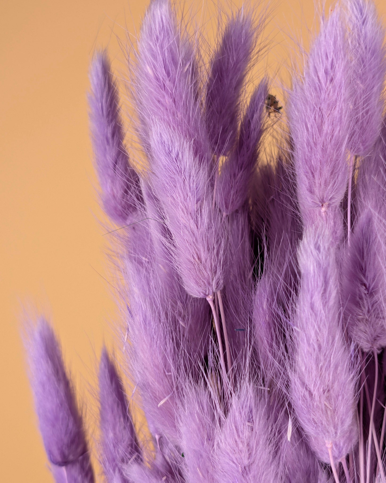 Getrockneter Lagurus ovatus violett