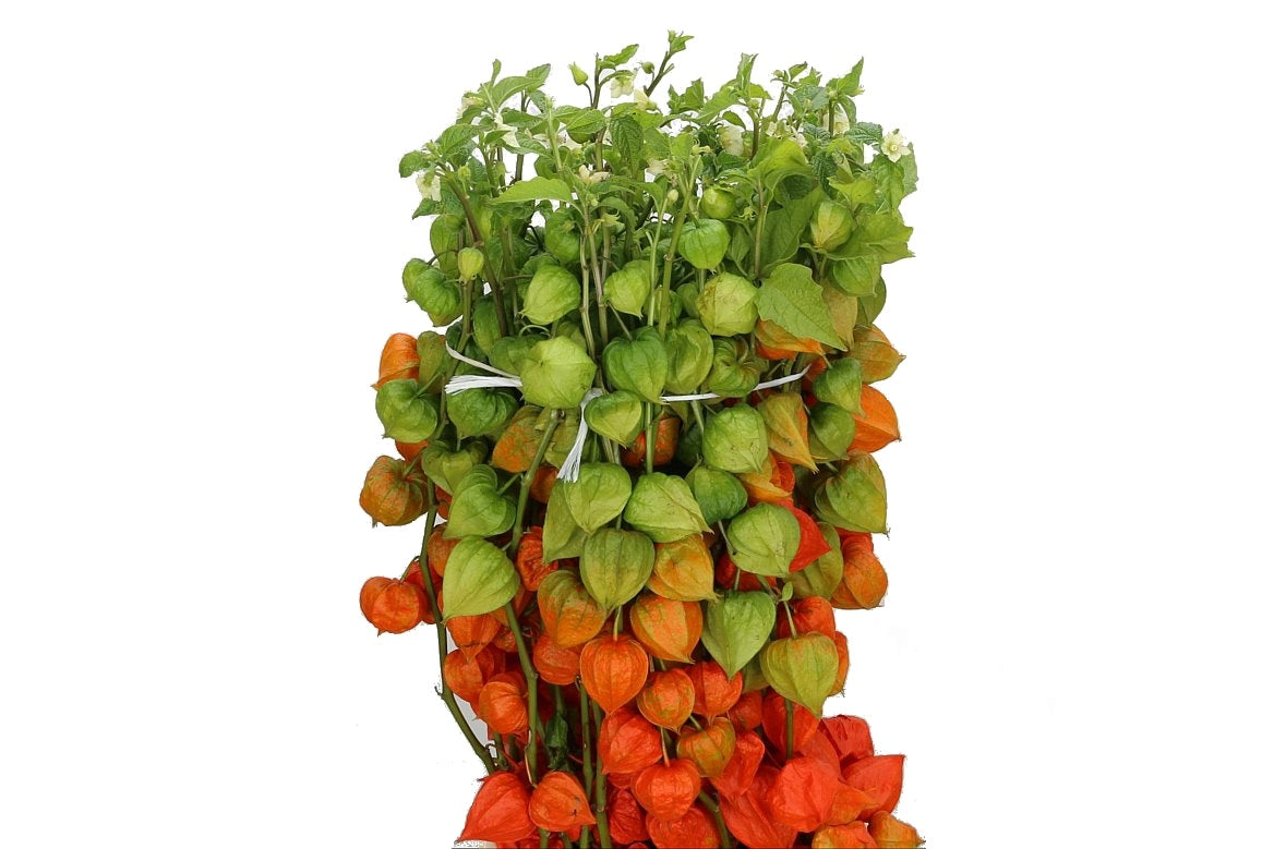 10 Physalis Lampionzweige Länge 60 cm