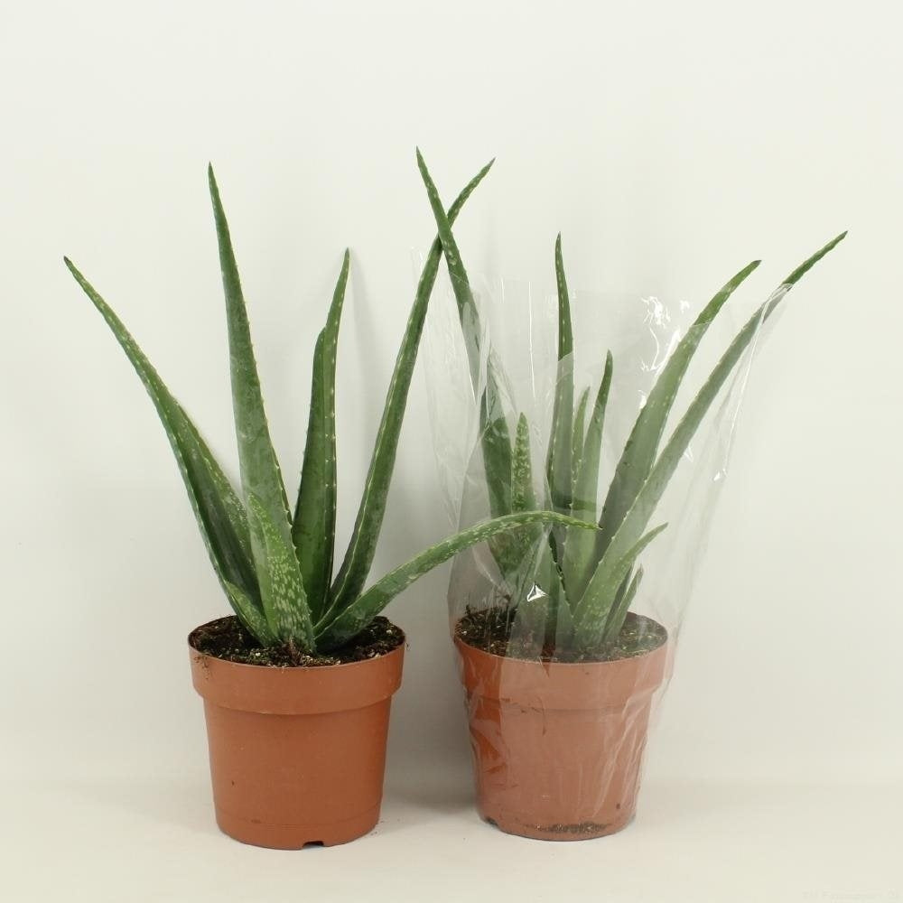 Aloe Vera im Anbautopf