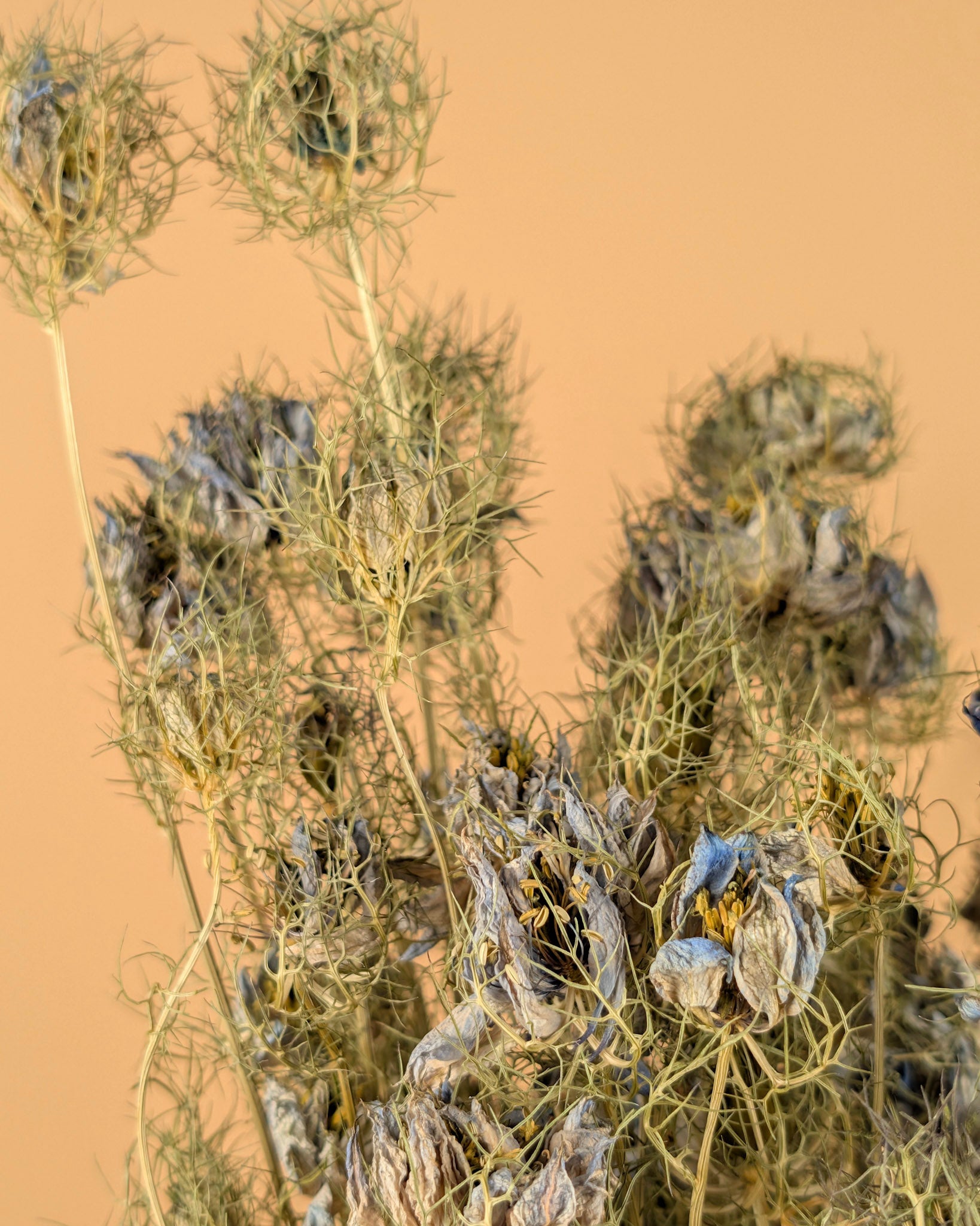 Getrocknete Nigella Blumenblau