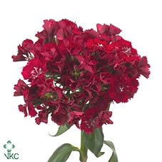25 Dianthus barbatus