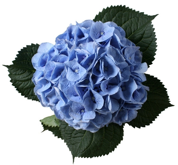 5 Hortensie (Hortensien) Blüten lang