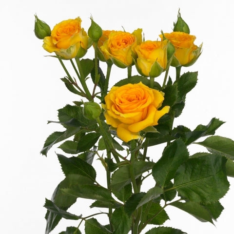 Bouquet Gelbwerferlänge 60 cm