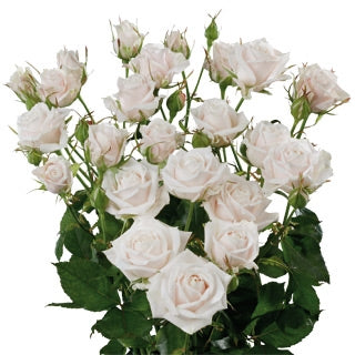 Weiße Trostrosen -Bouquet -Länge 60 cm