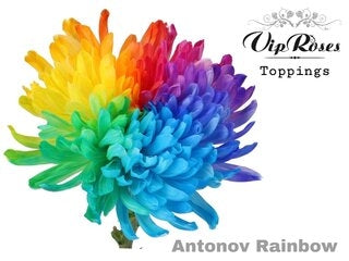 10 Chrysanthemen dekorativ gemalt Antonov Rainbow