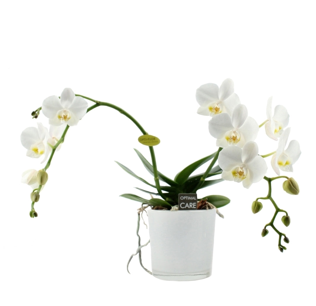Phalaenopsis White Artisto 2 Zweige in einem weißen Glasfleck