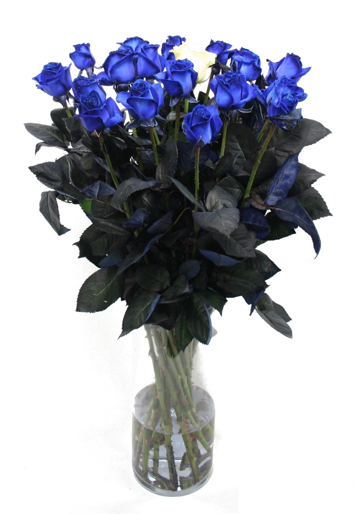 Rosenstrauß von 10 langen blauen Rosen mit 1 weißer Rose