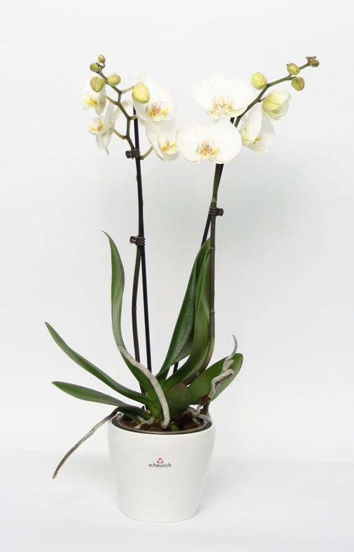 Phalaenopsis 2 Zweige in Keramik Weiß
