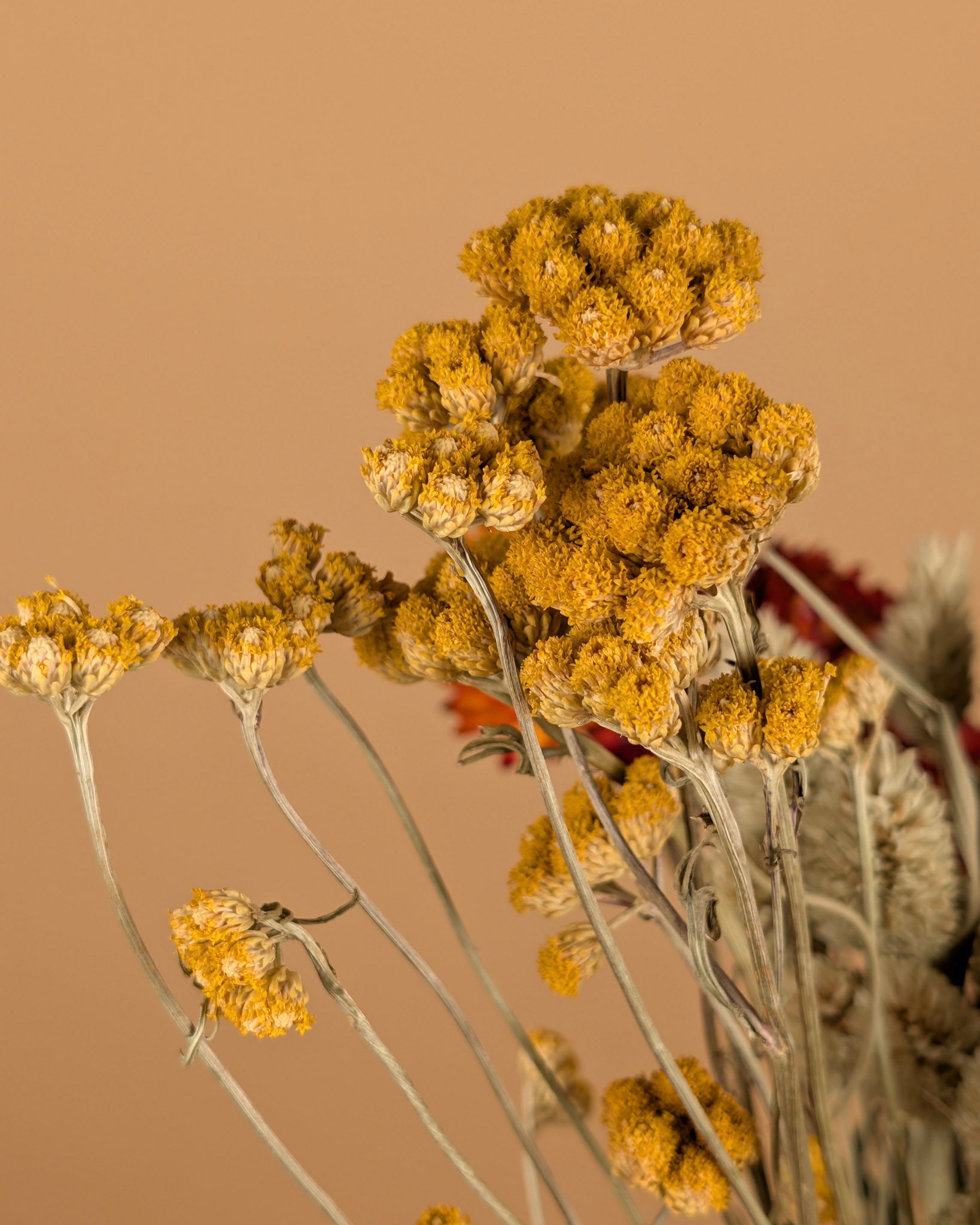 Trockener Bouquet Bunte DIY