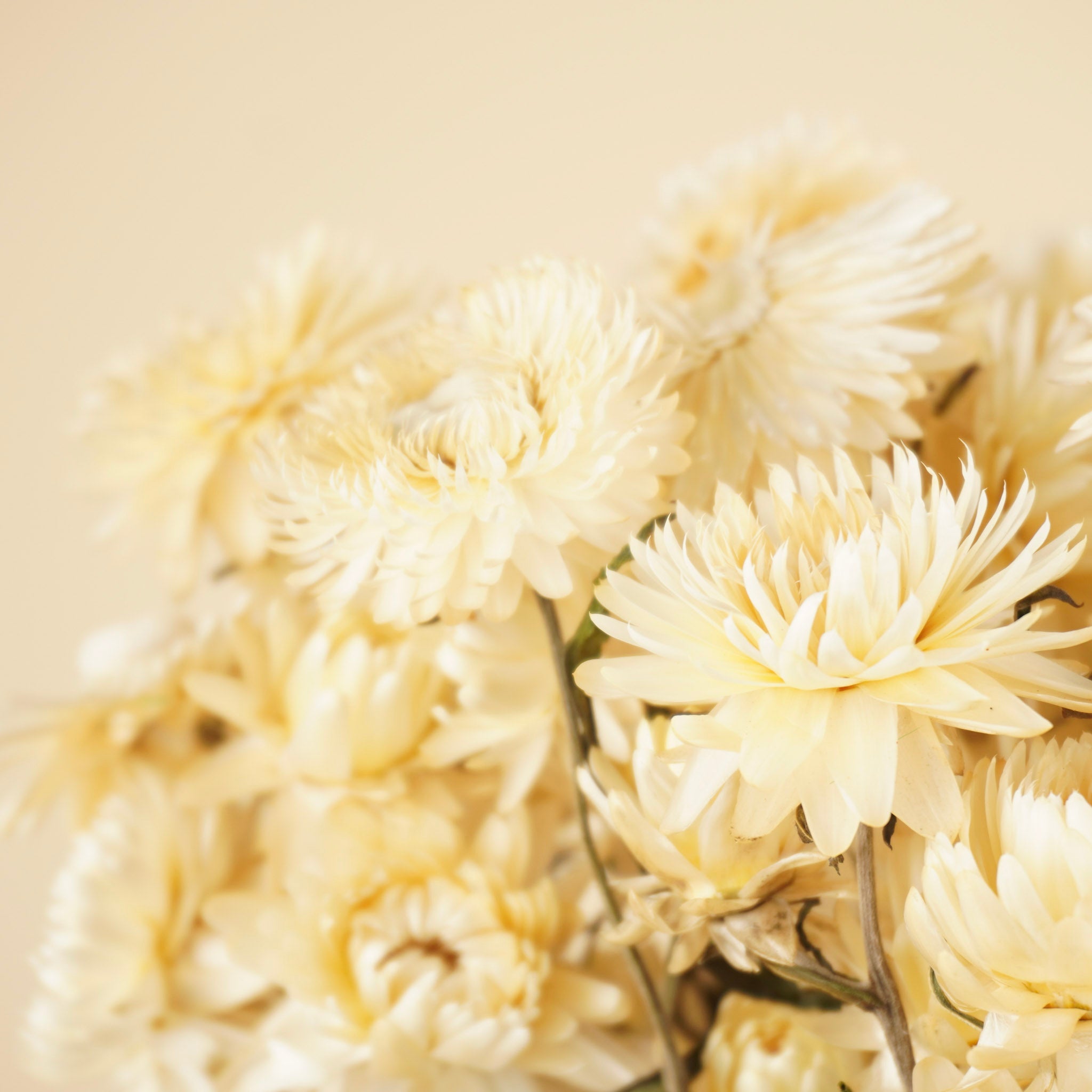 Getrocknete Helichrysum weiß