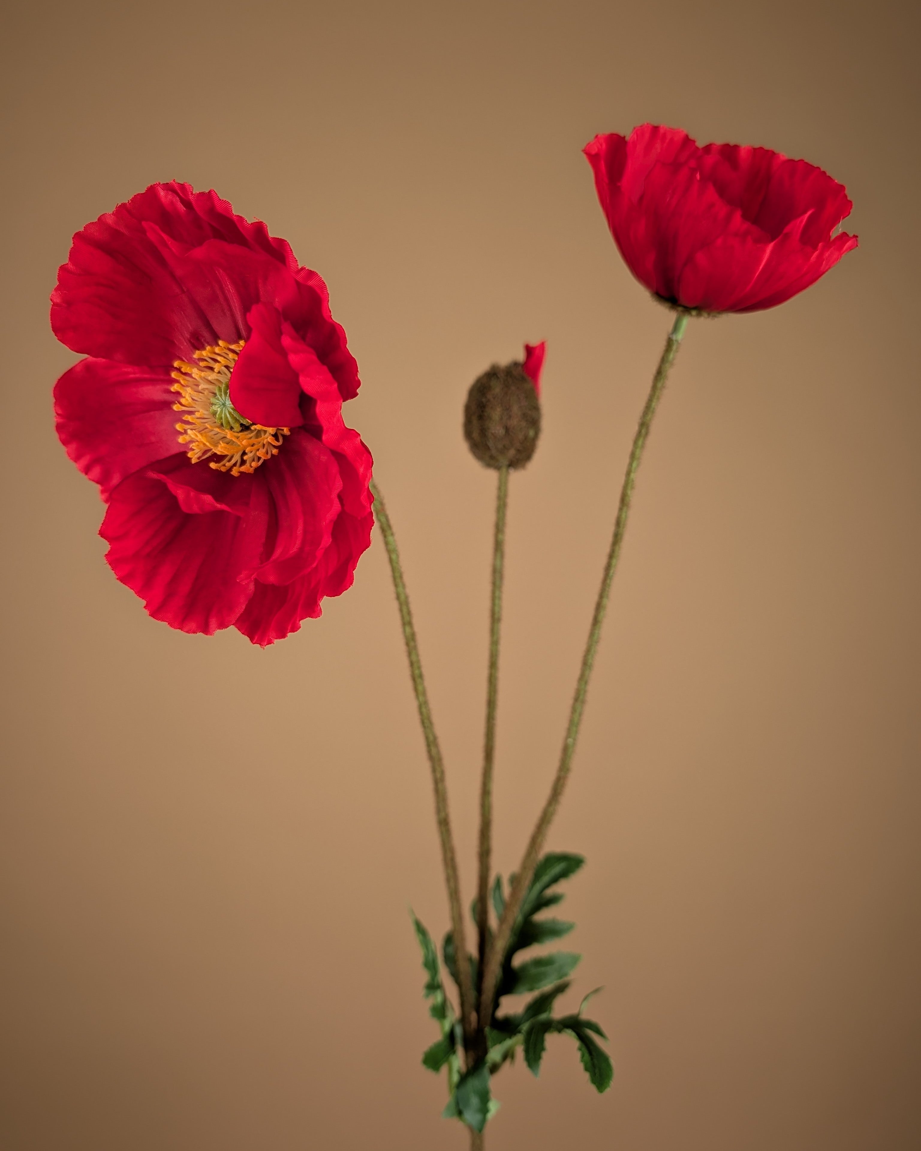 Zijde klaproos rood