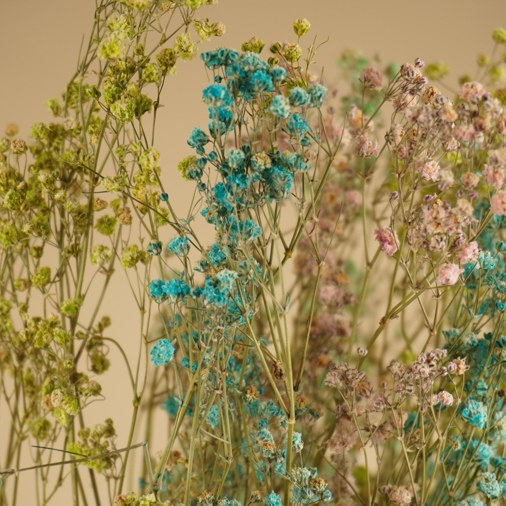 Getrocknete Gypsophila Regenbogen (Gipspraid) - verschiedene Farben