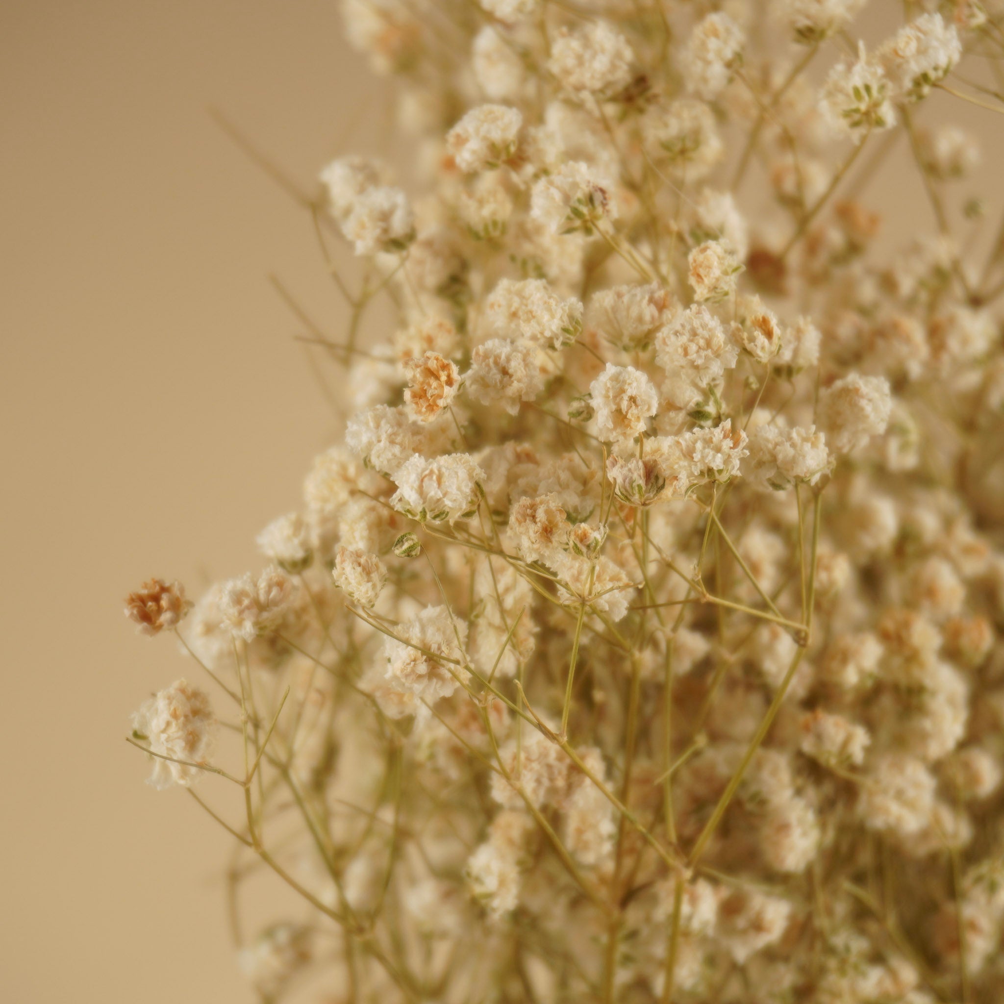 Schleierkraut (Gypsophilia) weiß naturgetrocknet