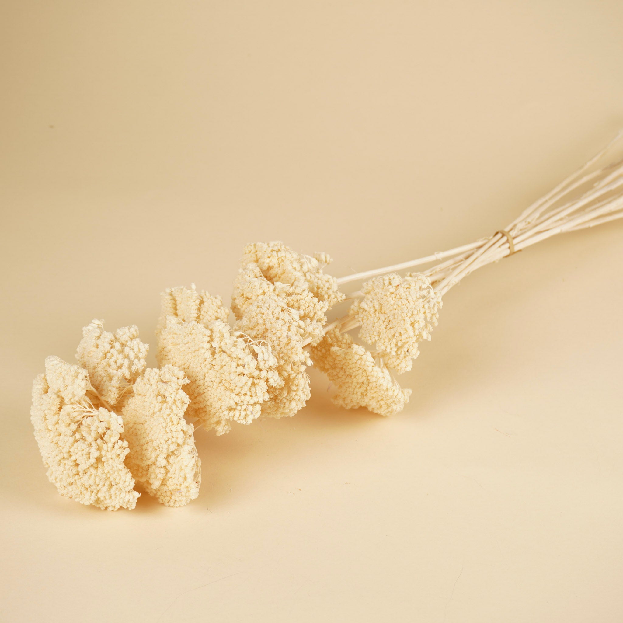Getrocknete Achillea Parker bleichte gebleicht