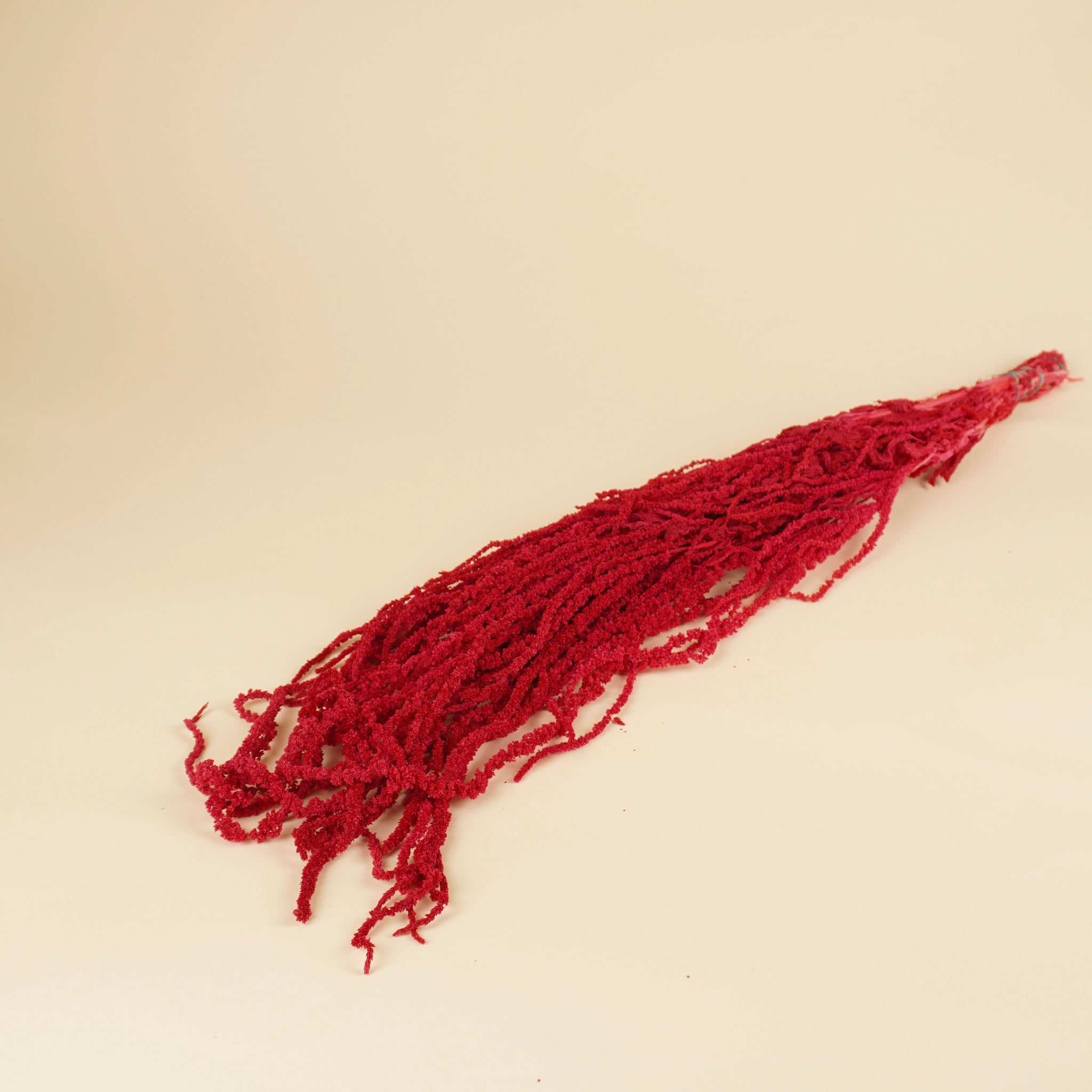 Getrocknete Amaranthus caudatus erhaltener Cerise erhalten